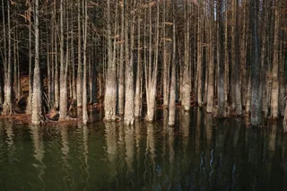 充满意境的水杉林