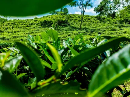 户外茶园茶叶 户外茶园茶叶