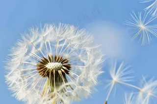 蒲公英微距蓝天背景摄影图