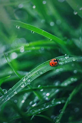 绿叶草丛露珠瓢虫昆虫雨水谷雨惊蛰摄影图