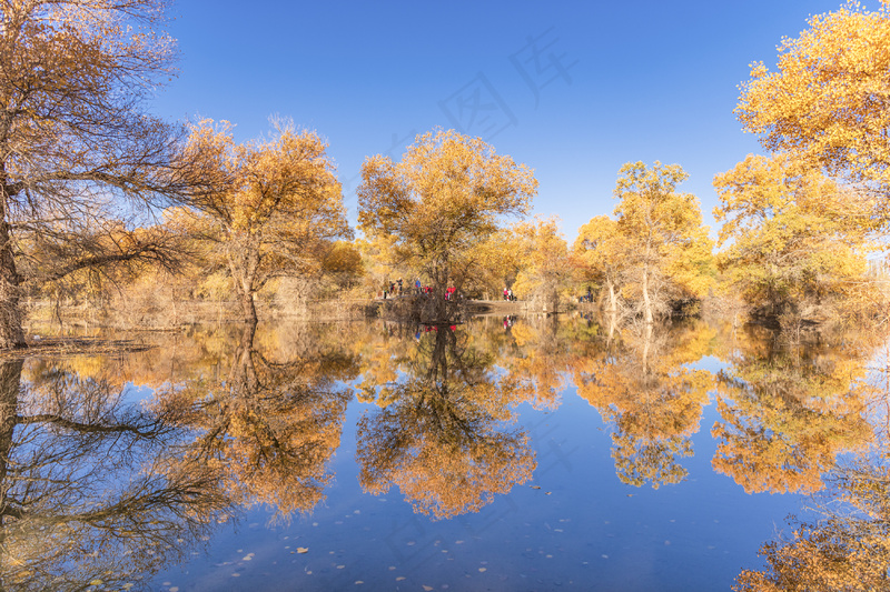 胡杨林图片