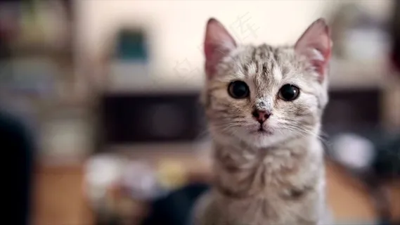 可爱猫咪摄影