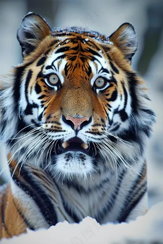 东北虎冬天雪地里的老虎摄影图