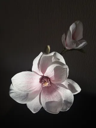 户外玉兰花花朵