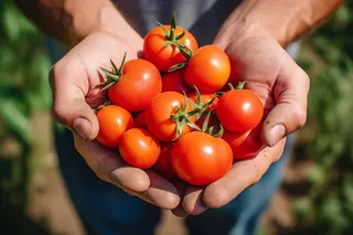 番茄西红柿新鲜采摘手捧摄影图