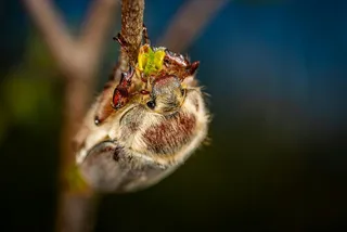 春季初现的瓢虫与嫩芽