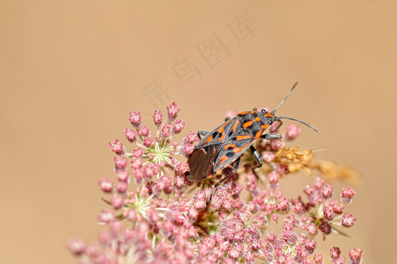 微观自然之虫影斑斓