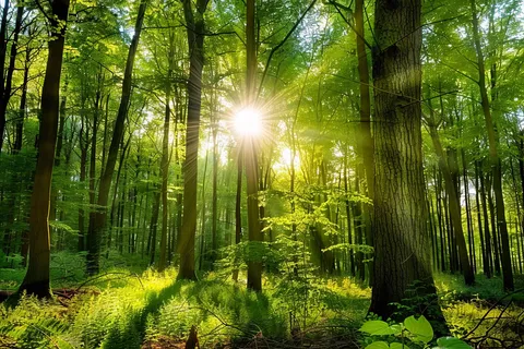 山林森林阳光绿色大自然风景摄影图