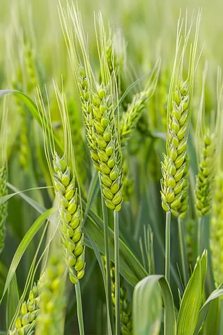 小麦绿色麦穗小满芒种粮食丰收摄影图