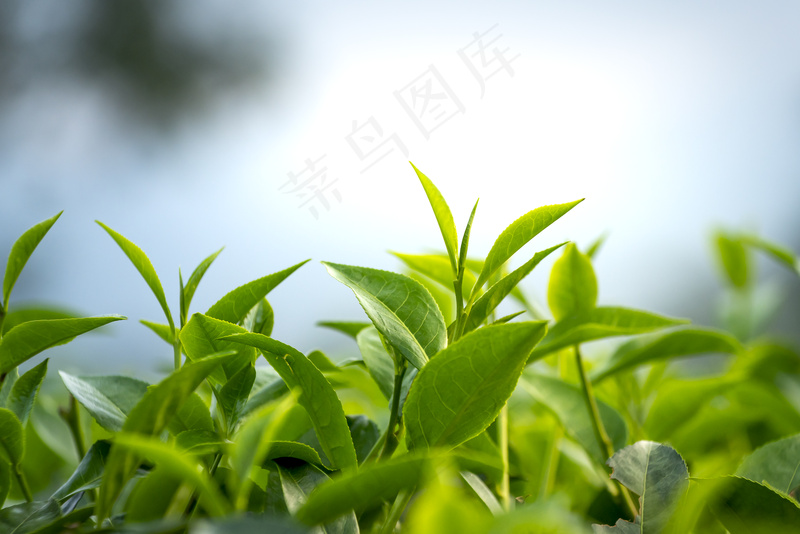 户外茶茶树茶叶