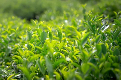 户外茶园茶叶 户外茶园茶叶