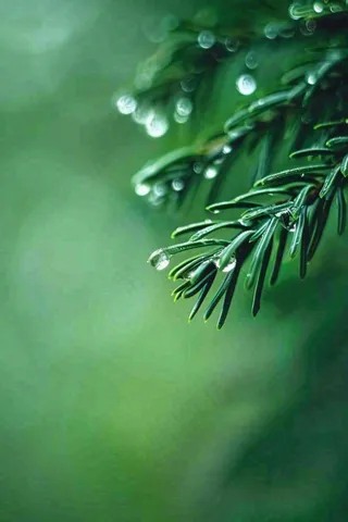 松针树树枝露珠雨滴青色雨水谷雨雨季摄影图