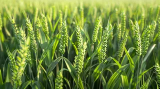 小麦绿色麦穗小满芒种粮食丰收摄影图