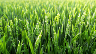 小麦绿色麦穗小满芒种粮食丰收摄影图