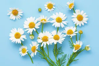 白色小雏菊鲜花摄影图