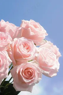 玫瑰花鲜花花朵摄影图