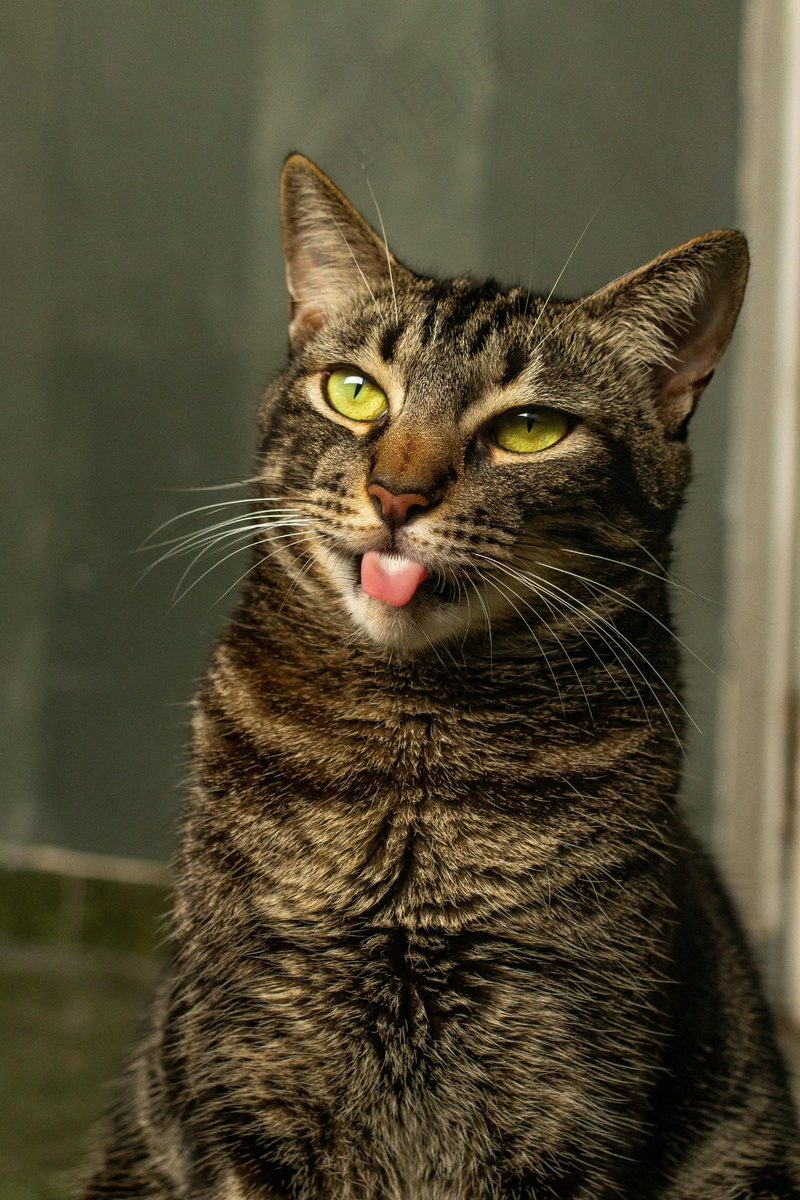 猫咪小猫动物