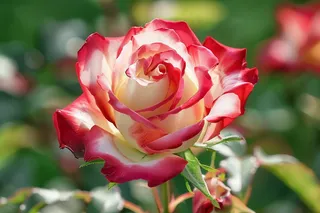 玫瑰花鲜花花朵摄影图