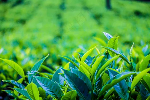 户外茶园茶叶