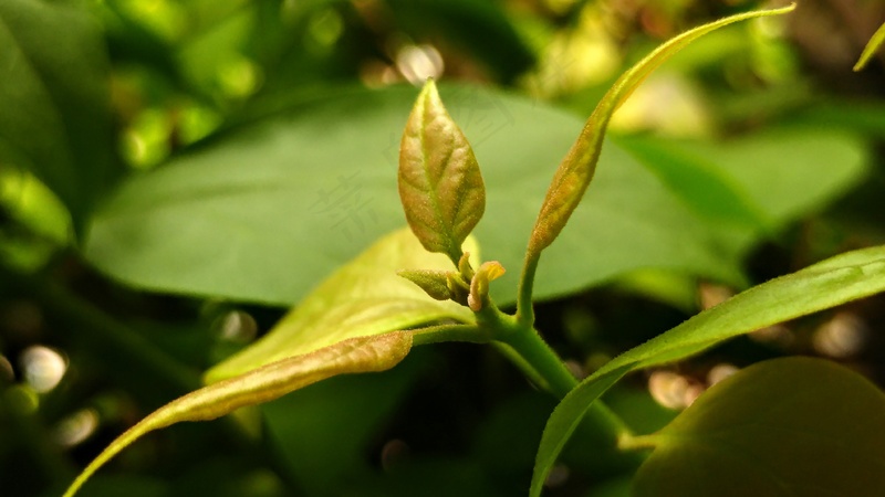 户外绿色茶叶