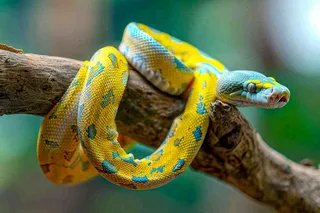 蛇盘踞在树枝上爬行动物摄影图