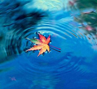 水面飘着的落叶枫叶秋天蓝色水面立秋寒露秋分摄影图