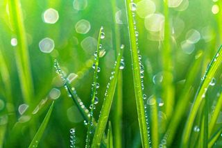 春天绿草丛清晨露珠雨水谷雨摄影图