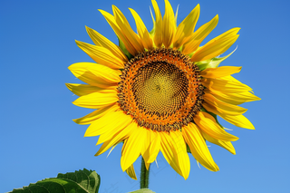 向日葵向阳鲜花摄影图