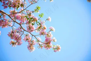 粉色浪漫天空之约