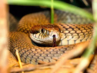 蛇陆地爬行动物摄影图