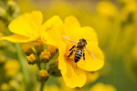 春天黄花蜜蜂采蜜油菜花摄影图 春天黄花蜜蜂采蜜油菜花摄影图