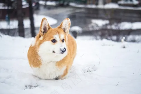雪地上快乐的可爱威尔士柯基犬2