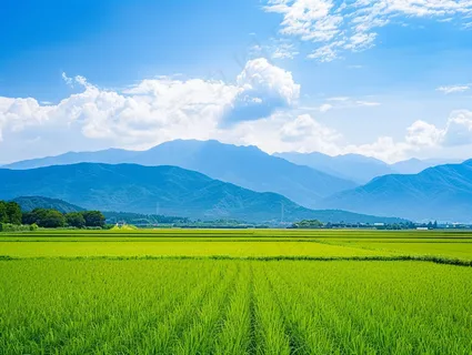 大片农田水稻远山蓝天白云摄影图