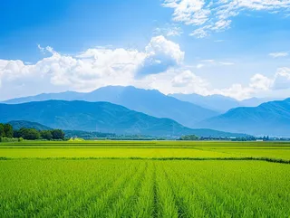 大片农田水稻远山蓝天白云摄影图