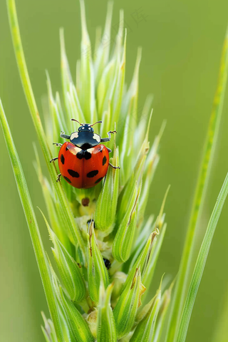 瓢虫七星瓢虫植物春天昆虫摄影图