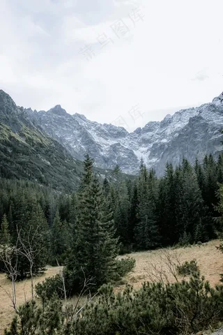 雪山下的松林