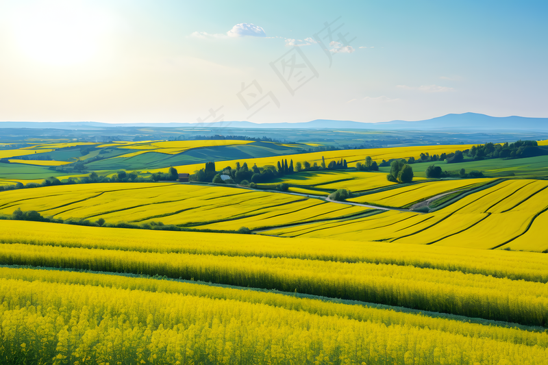 晴朗天气下油菜花海图片