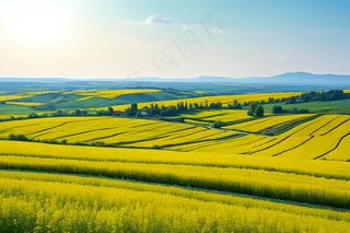 晴朗天气下油菜花海图片