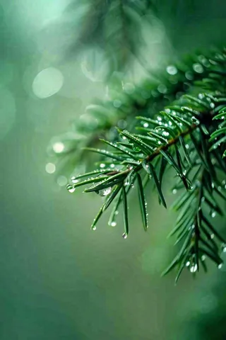 松针树树枝露珠雨滴青色雨水谷雨雨季摄影图