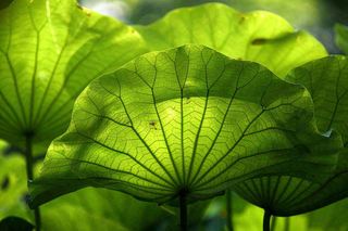 夏日荷叶阳光下遮阳绿意夏至立夏处暑摄影图