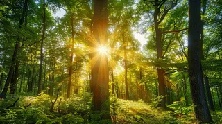 山林森林阳光绿色大自然风景摄影图