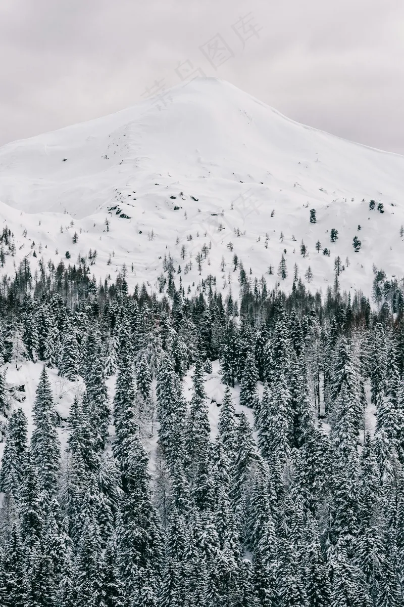 皑皑雪山与针叶林的静谧