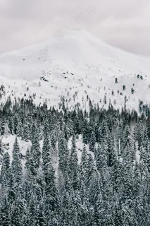 皑皑雪山与针叶林的静谧