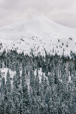 皑皑雪山与针叶林的静谧