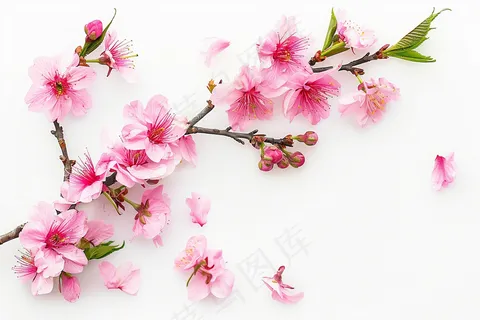 春日桃花粉色花朵摄影图