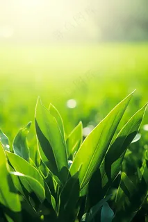 春天清晨阳光下的绿植绿意生机摄影图 春天清晨阳光下的绿植绿意生机摄影图
