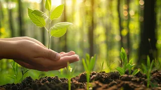 手捧树苗植树保护环境公益活动摄影图