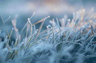 草地上绿叶雾凇泛白霜降摄影图