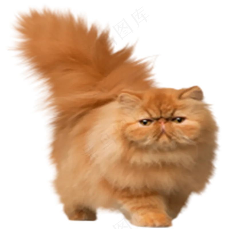 猫咪3-catpsd模版下载