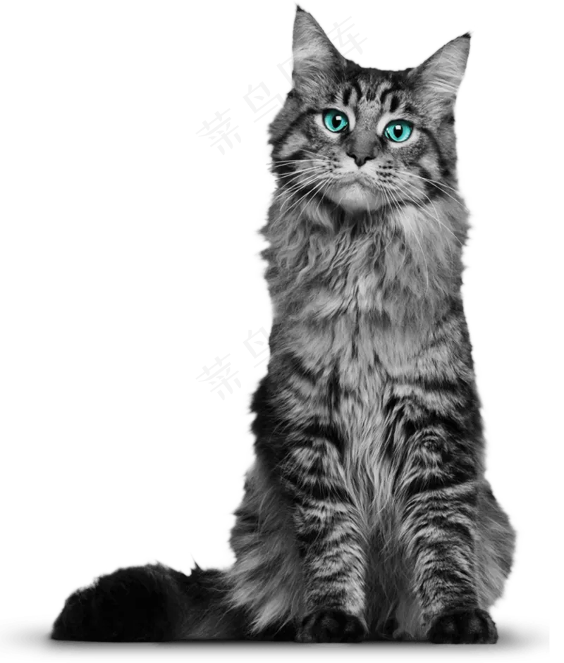 可爱猫咪图片
